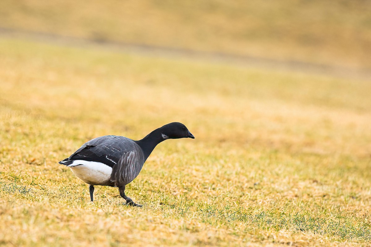 ברנטה כהה (כהת-בטן) - ML645455172