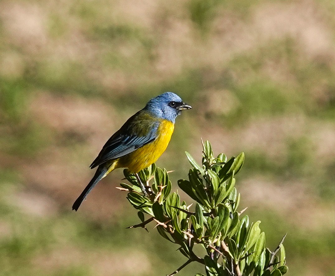 Blue-and-yellow Tanager - ML645455181