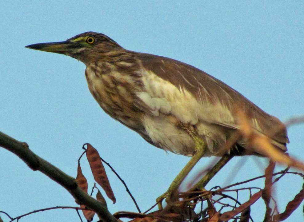 Indian Pond-Heron - ML645455182