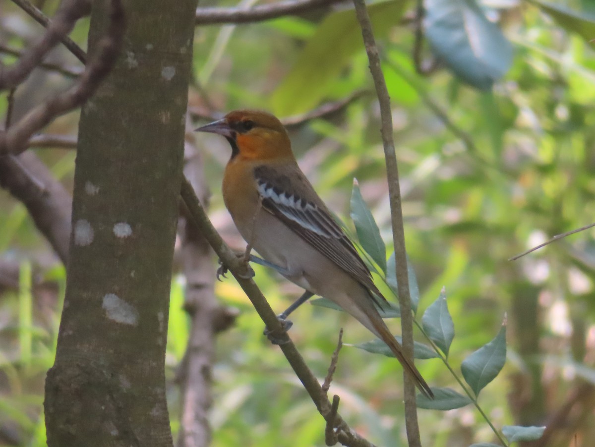 Bullock's Oriole - ML645455183