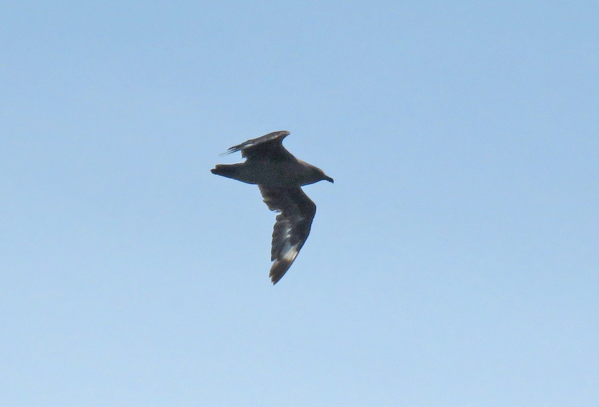 South Polar Skua - ML645455192