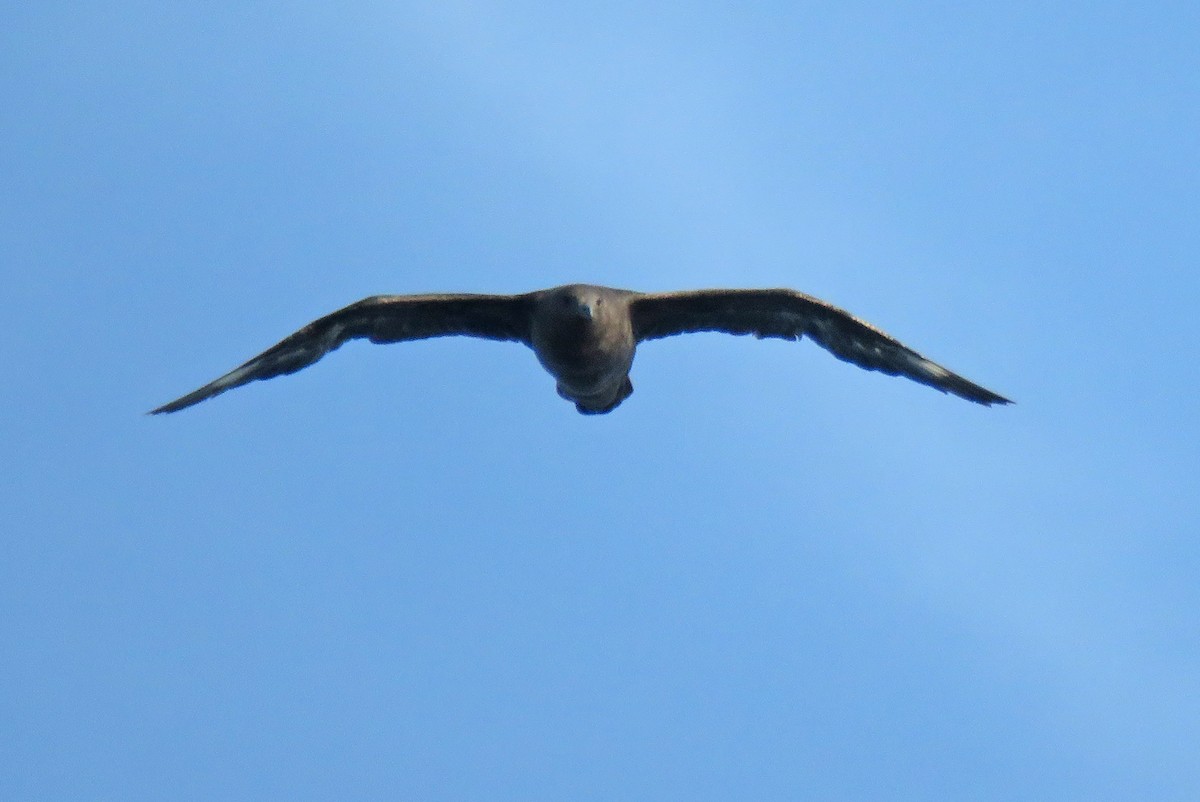 South Polar Skua - ML645455194