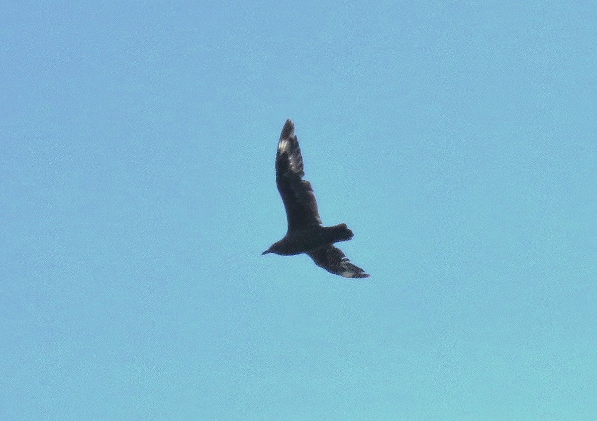 South Polar Skua - ML645455196