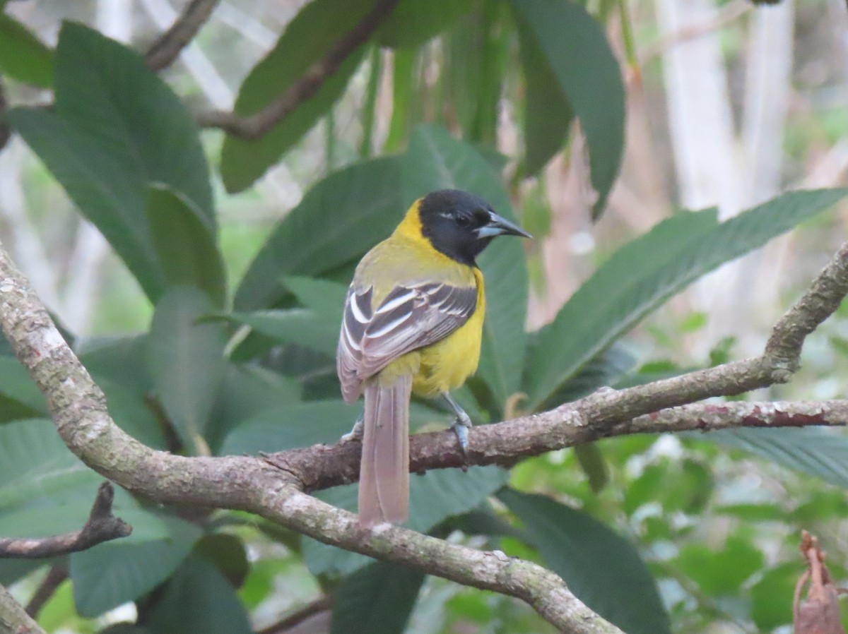 Audubon's Oriole - ML645455201