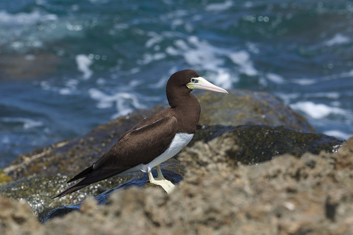 Brown Booby - ML645455202