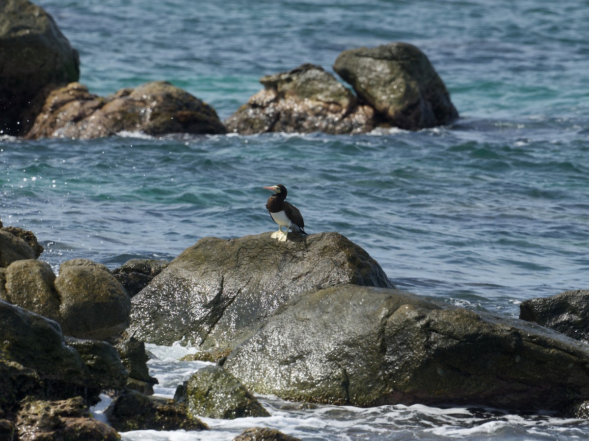 Brown Booby - ML645455203