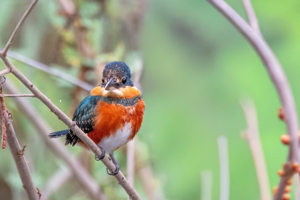 American Pygmy Kingfisher - ML645455206