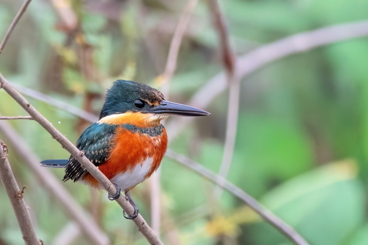 American Pygmy Kingfisher - ML645455207