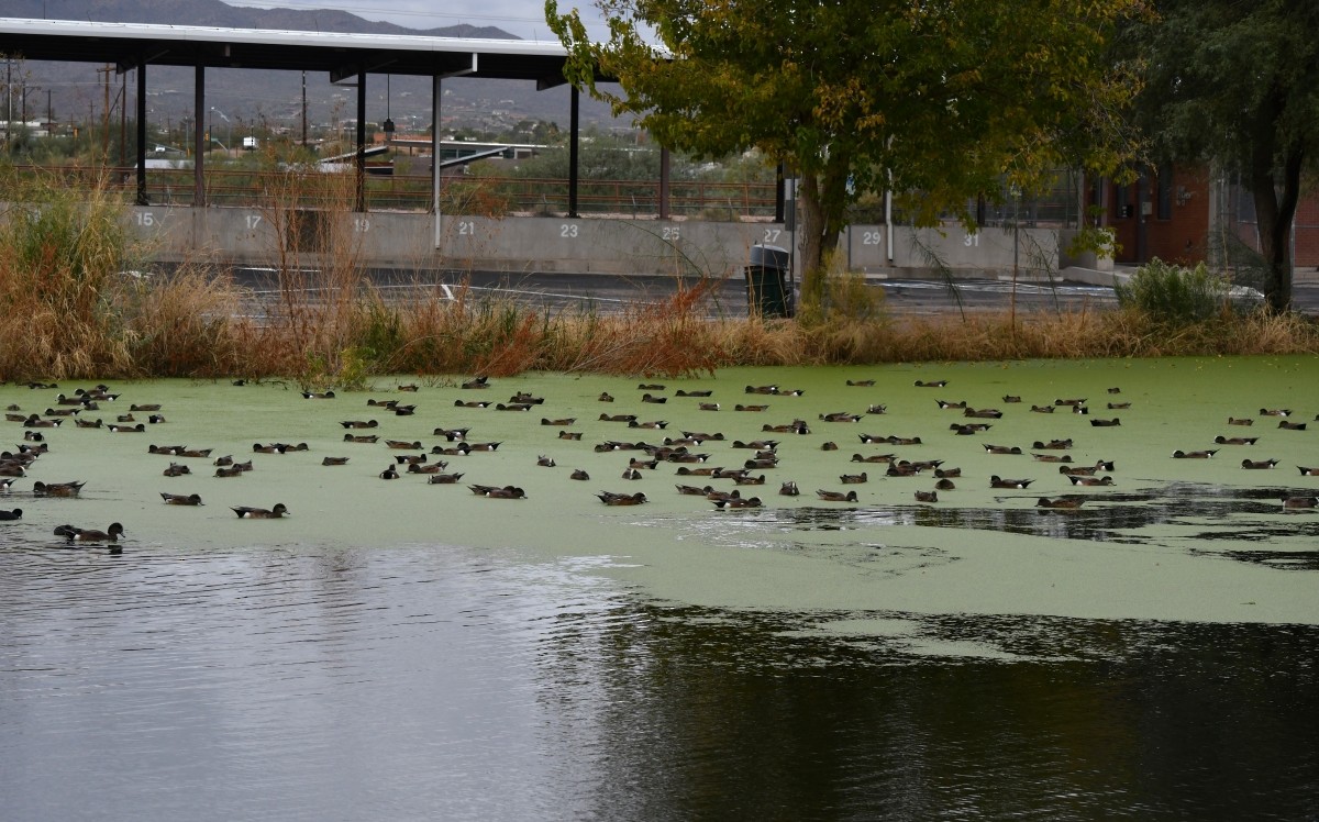 American Wigeon - ML645455224