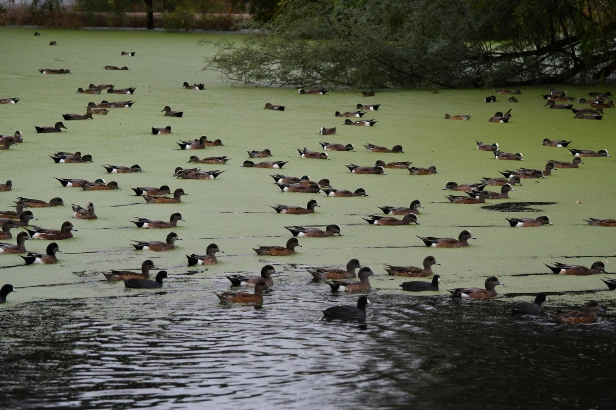 American Wigeon - ML645455225