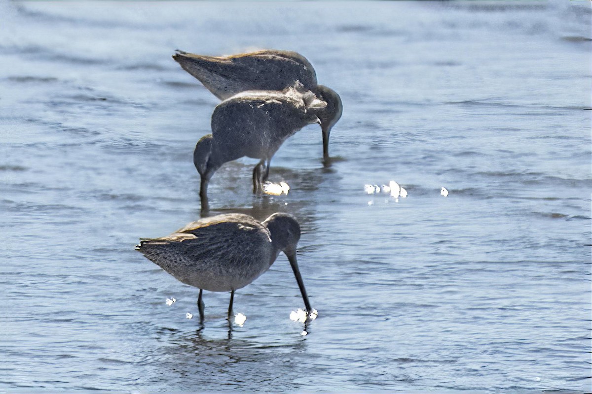 Long-billed Dowitcher - ML645455227