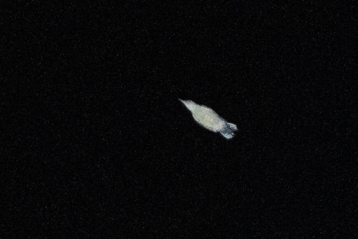 datel karolínský - ML645455246