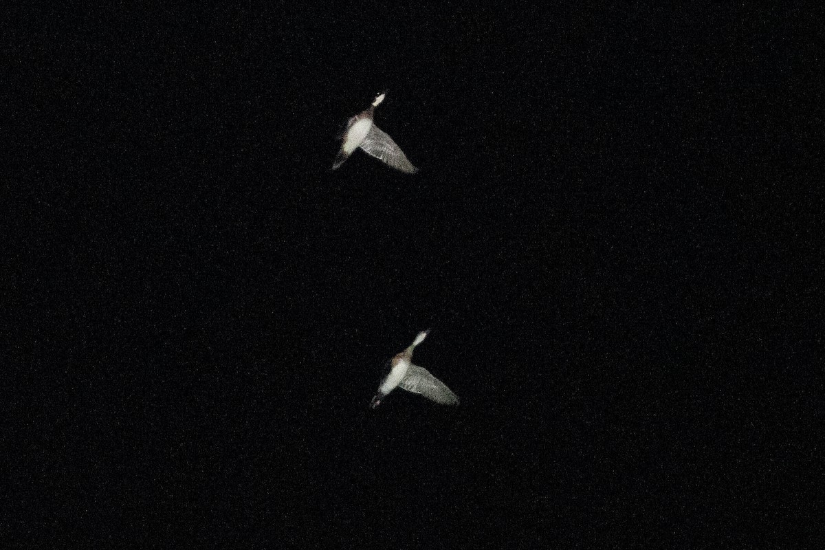 kachnička karolínská - ML645455257