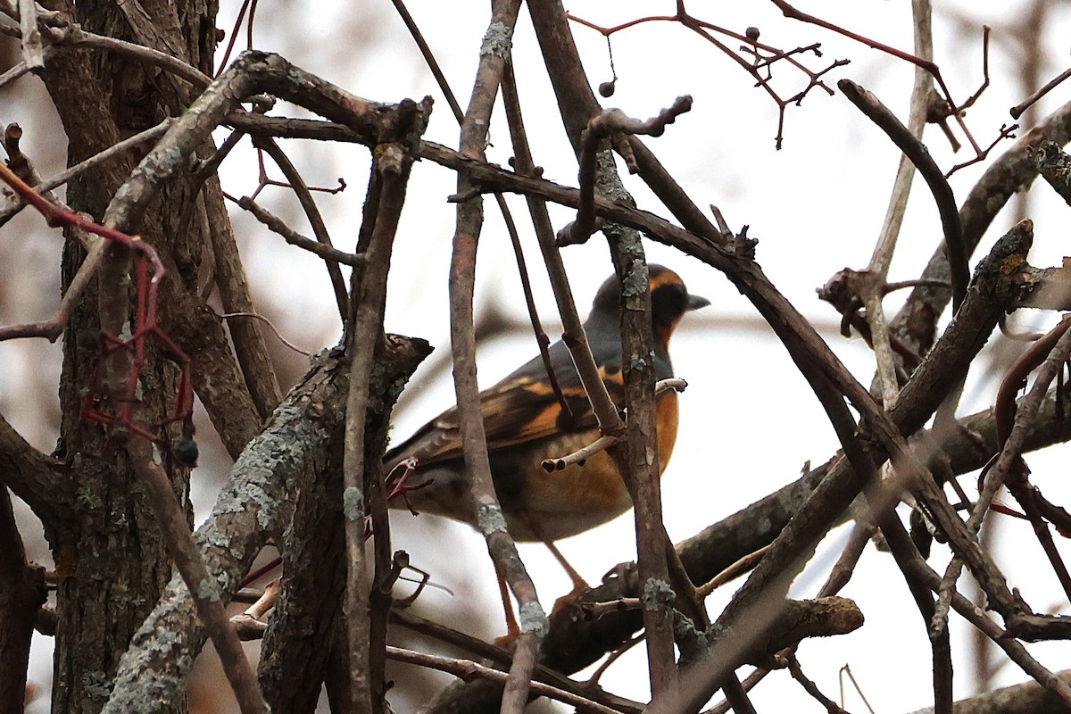 Halsbanddrossel - ML645455266