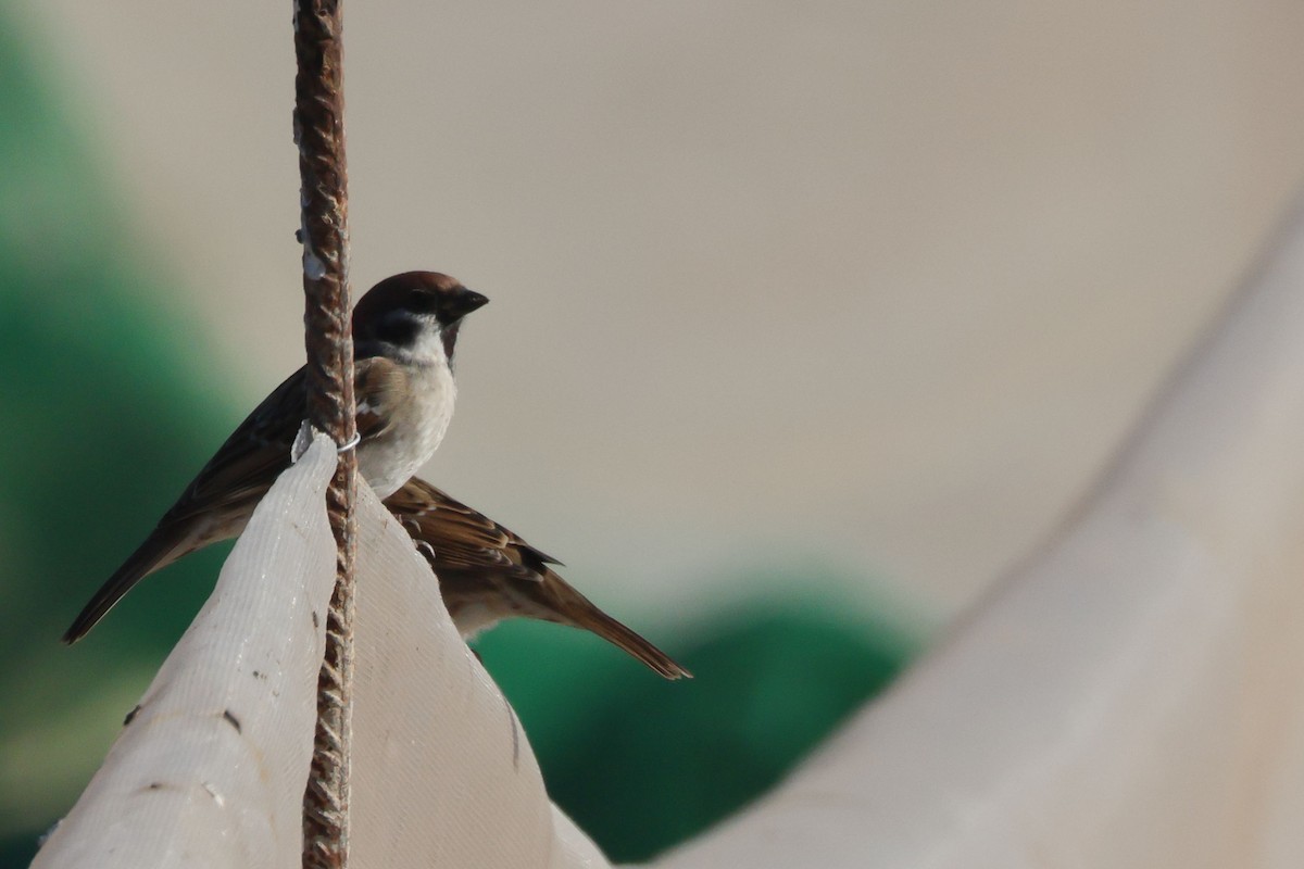 Ağaç Serçesi - ML645455279