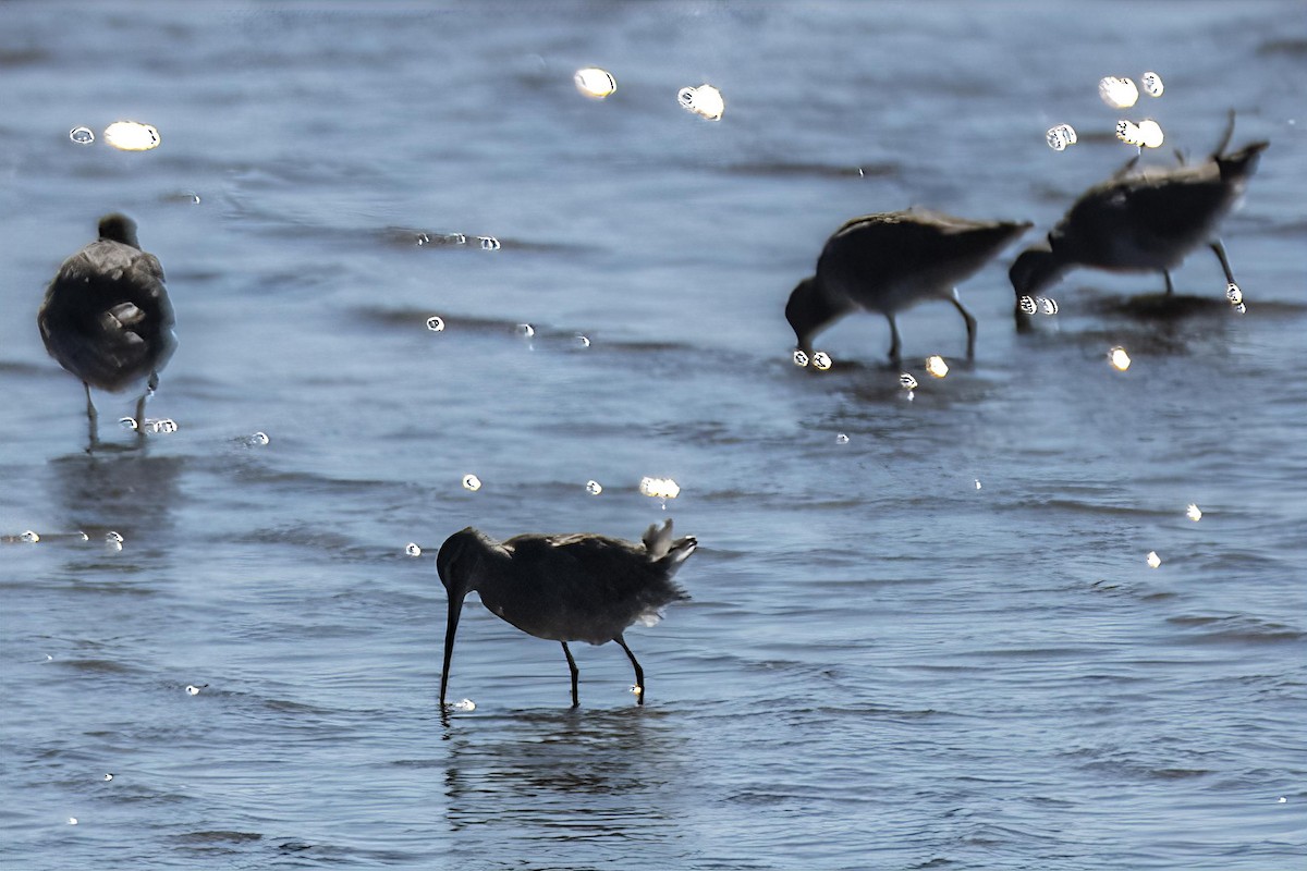 Long-billed Dowitcher - ML645455281