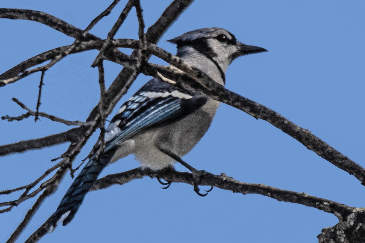 Blue Jay - ML645455291