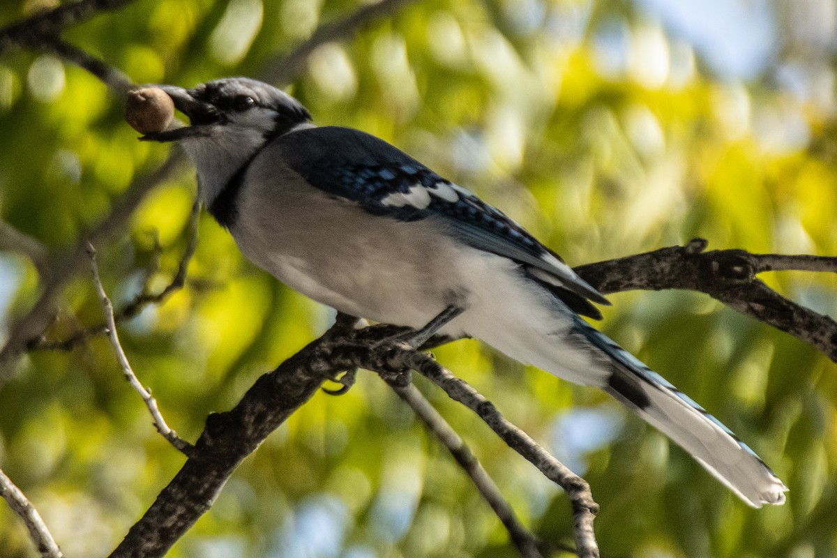 Blue Jay - ML645455298