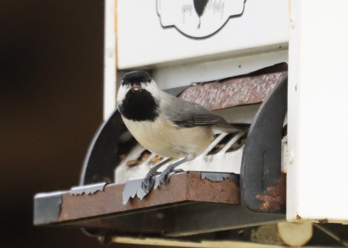 Каролинская гаичка - ML645455301