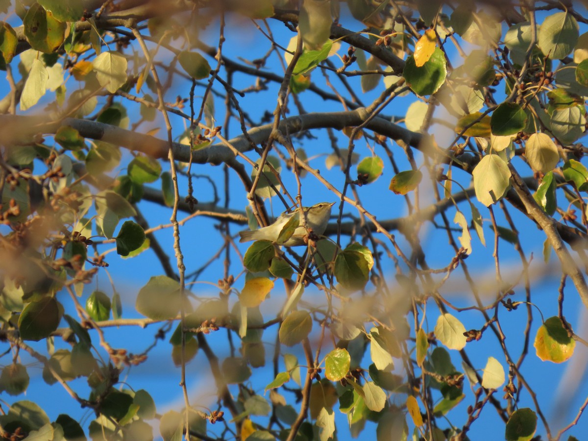 Yellow-browed Warbler - ML645455304