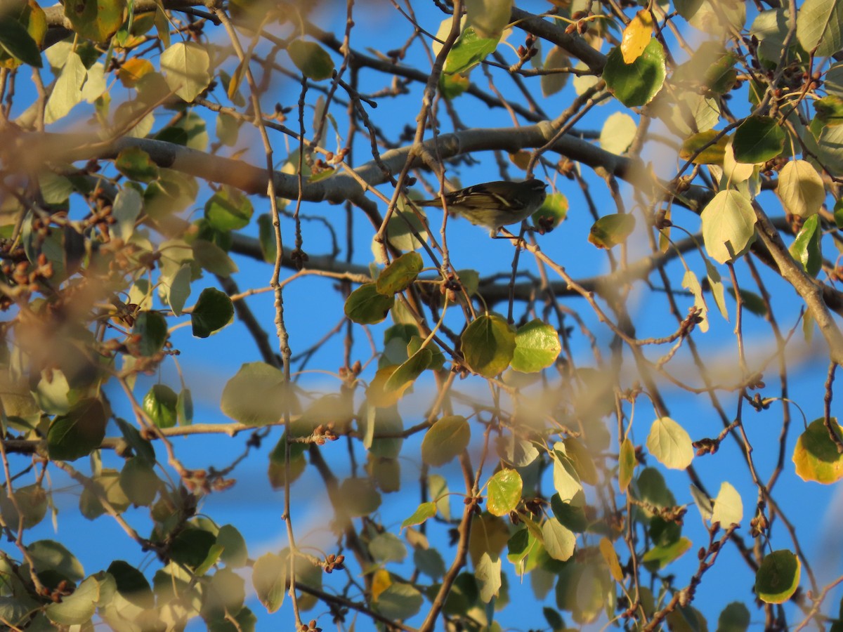 Yellow-browed Warbler - ML645455306