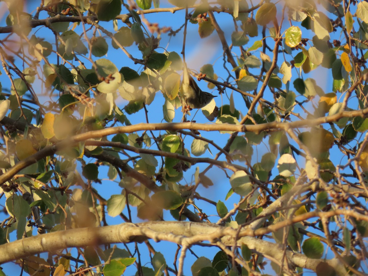 Yellow-browed Warbler - ML645455307