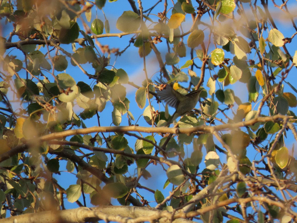 Yellow-browed Warbler - ML645455308