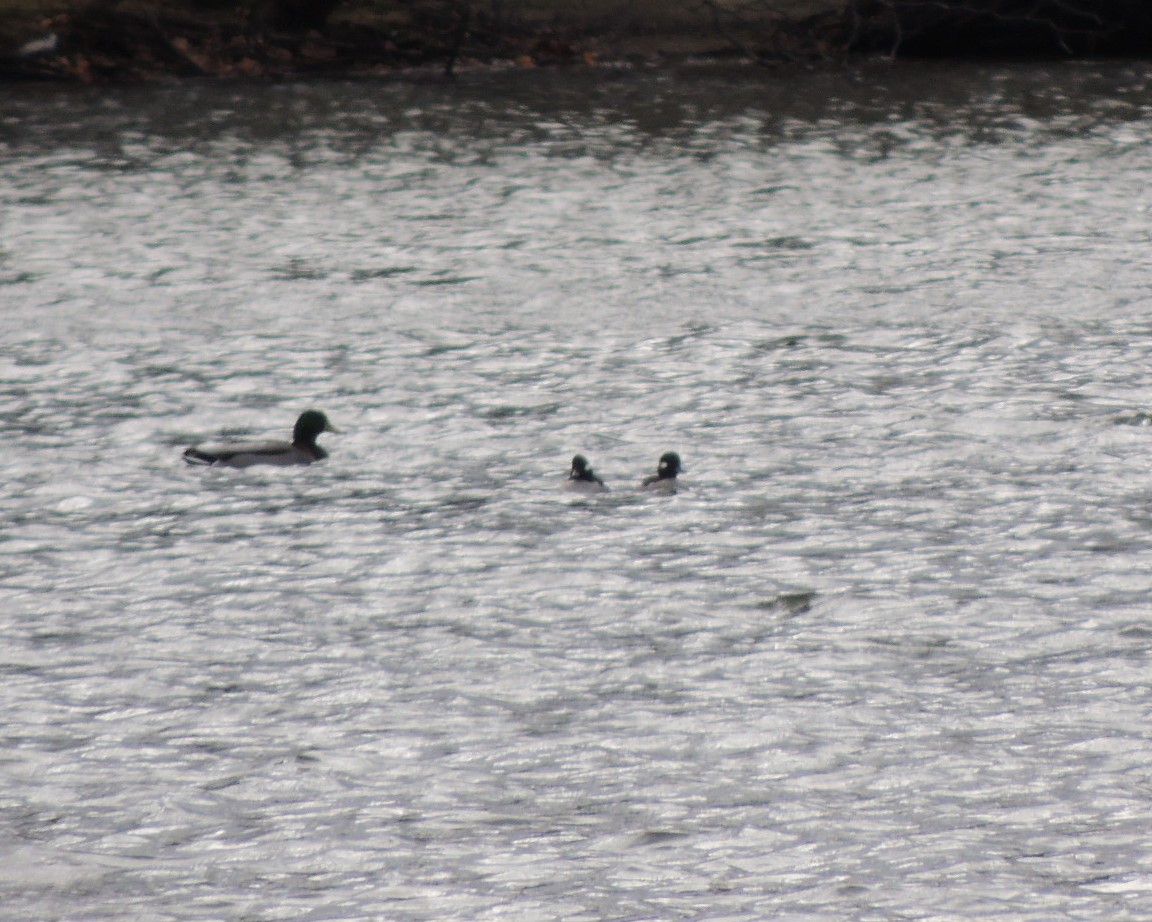 Bufflehead - ML645455329
