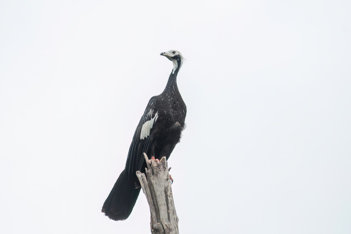 White-throated Piping-Guan - ML645455351