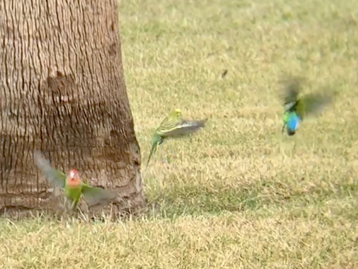 Budgerigar (Domestic type) - ML645455354