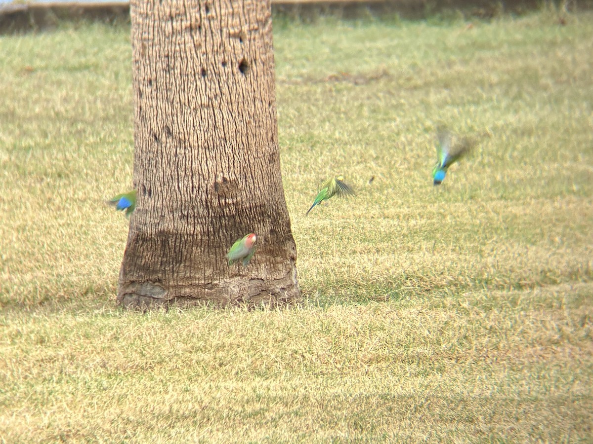 Budgerigar (Domestic type) - ML645455355