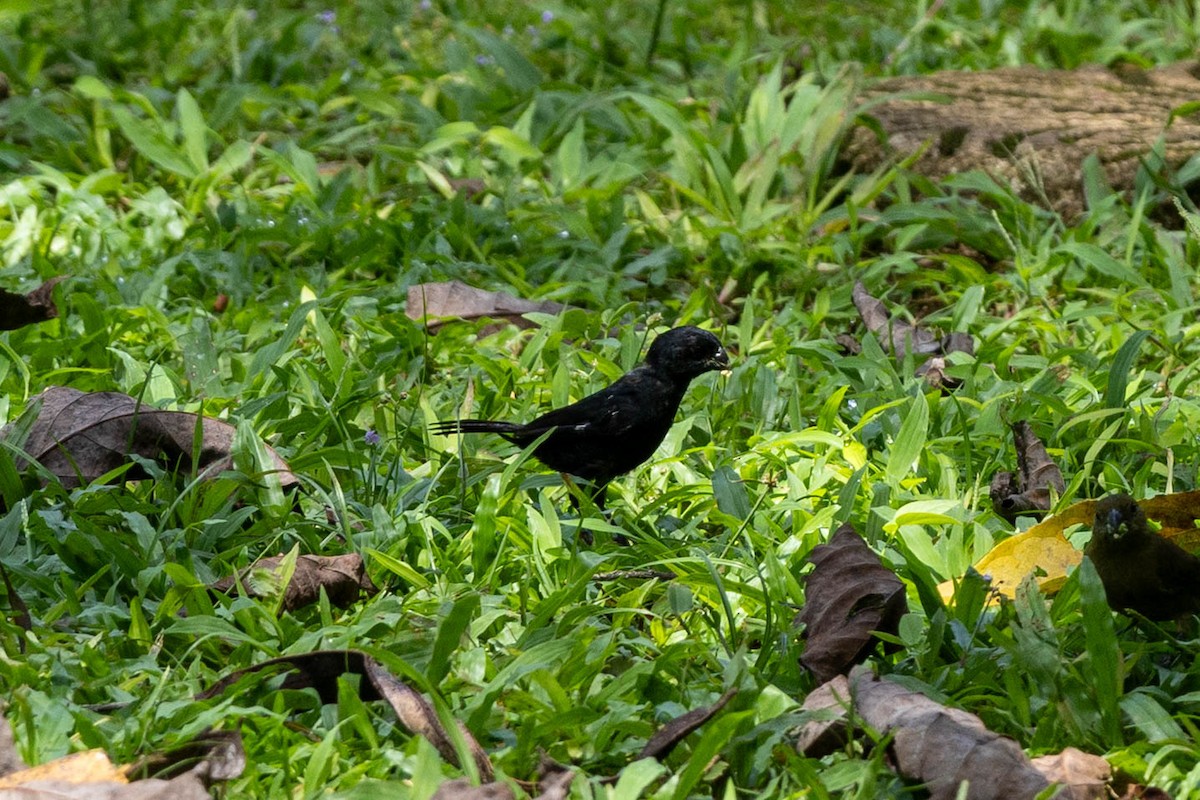 Чёрный просяночник - ML645455358