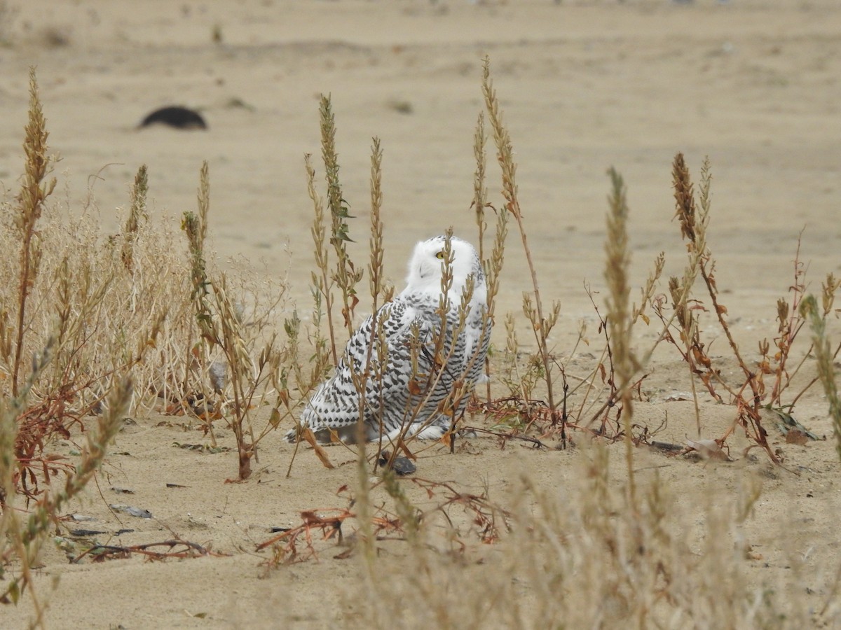 Snowy Owl - ML645455360
