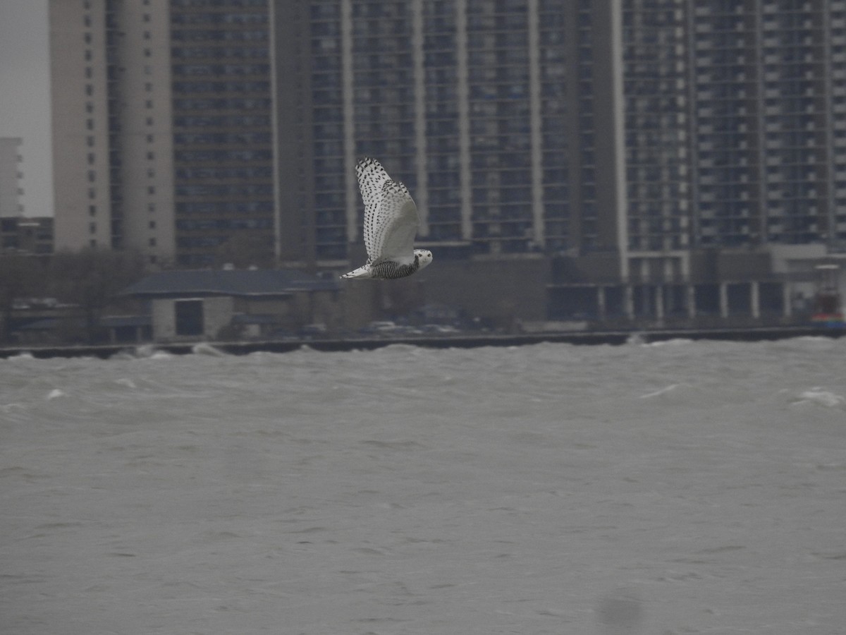 Snowy Owl - ML645455361