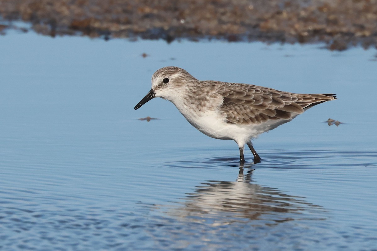 Küçük Kumkuşu - ML645455367