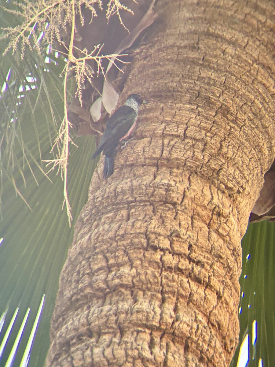 Lewis's Woodpecker - ML645455369