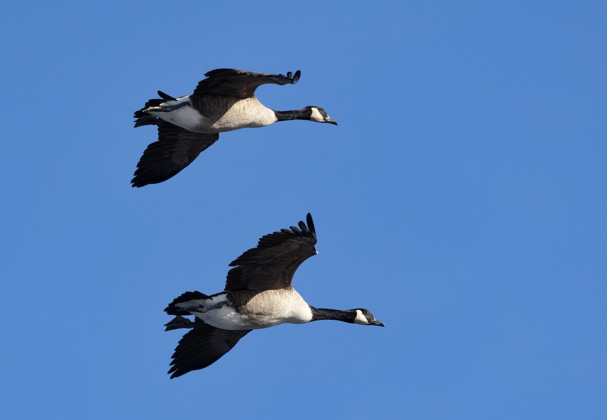 Canada Goose - ML645455373