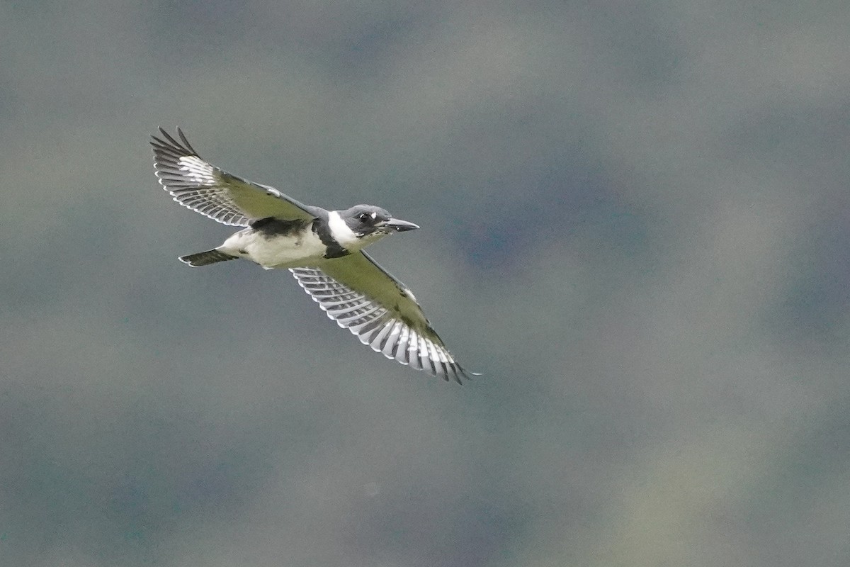 Belted Kingfisher - ML645455374