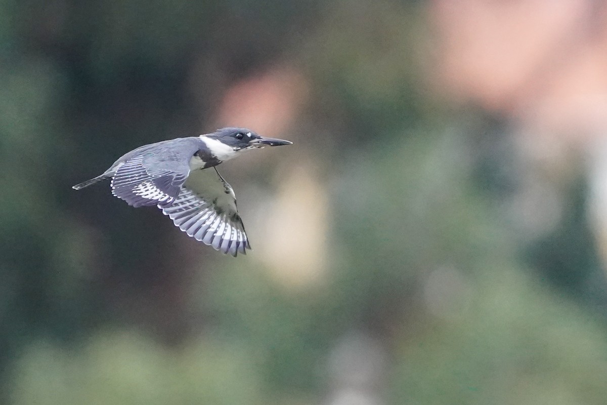 Belted Kingfisher - ML645455375