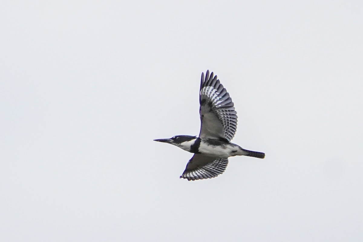 Belted Kingfisher - ML645455376