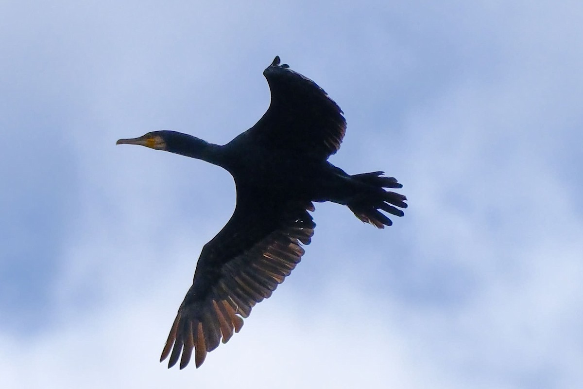 kormorán velký - ML645455379