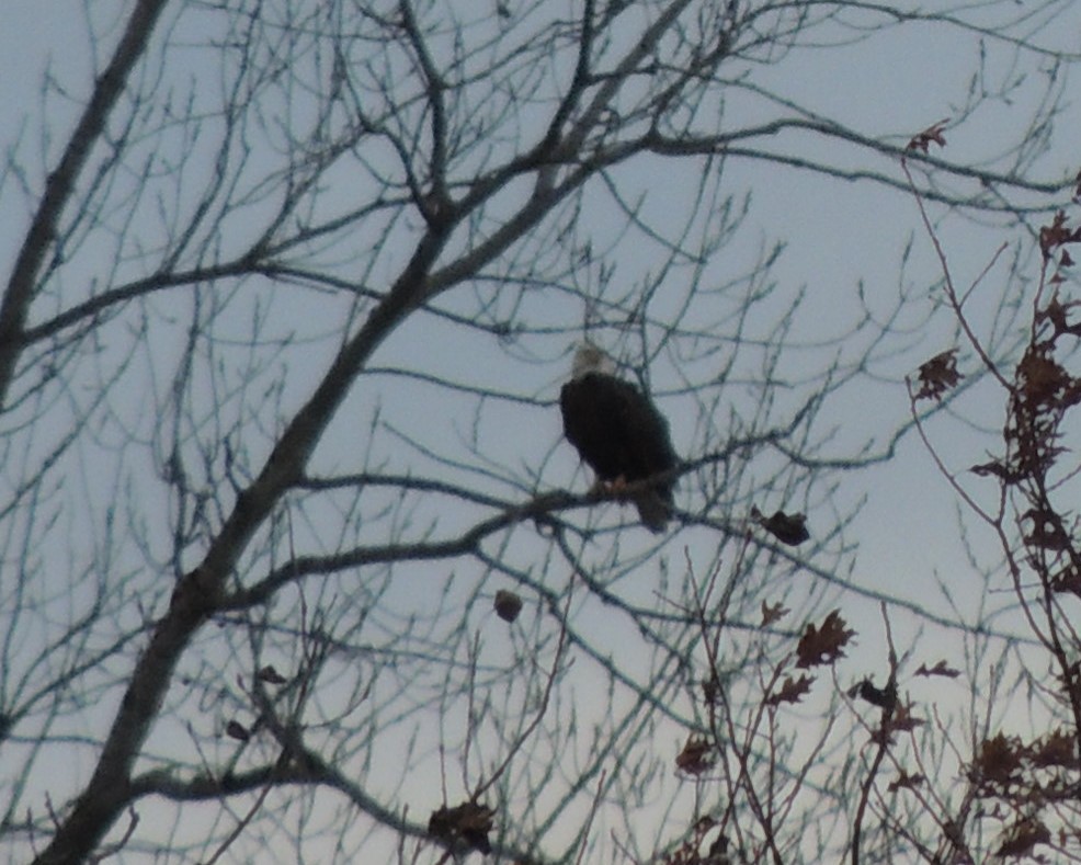 Bald Eagle - ML645455390