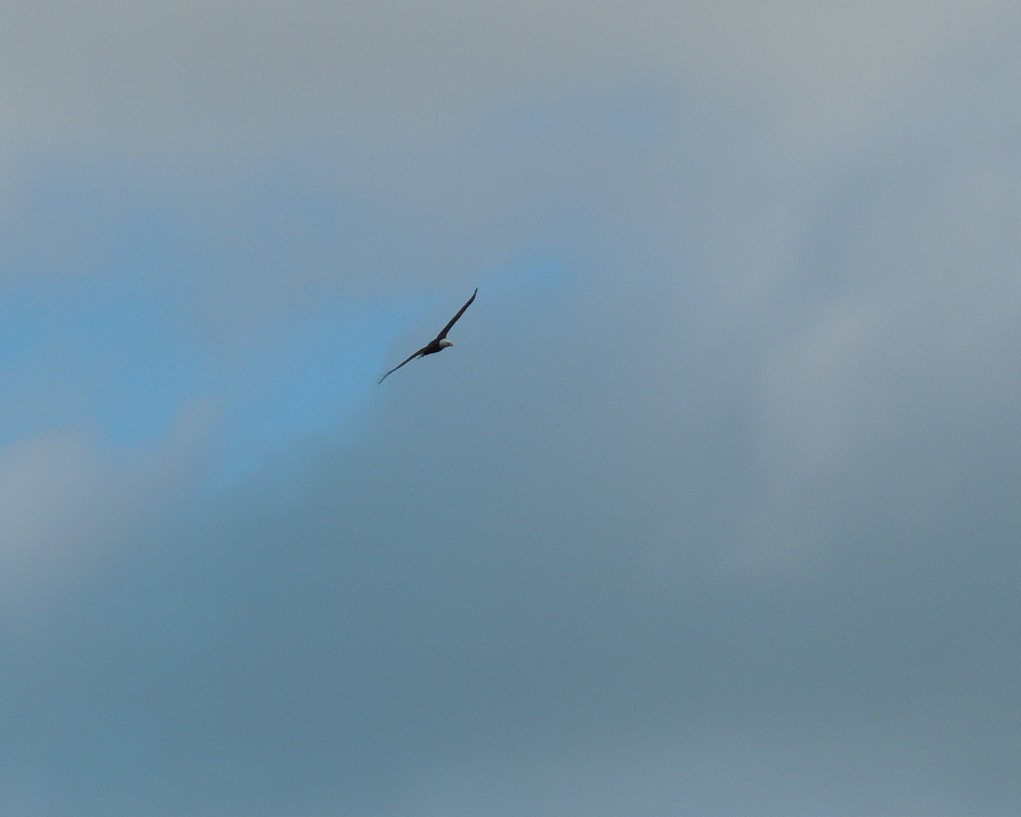 Bald Eagle - ML645455391