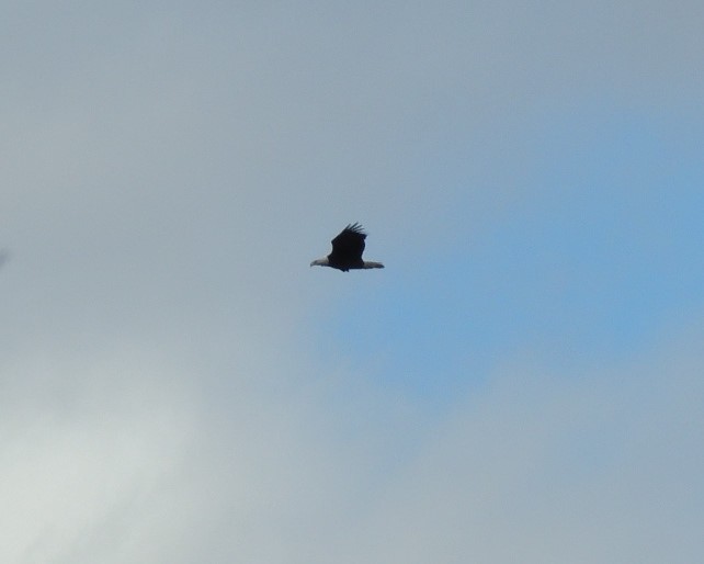 Bald Eagle - ML645455393