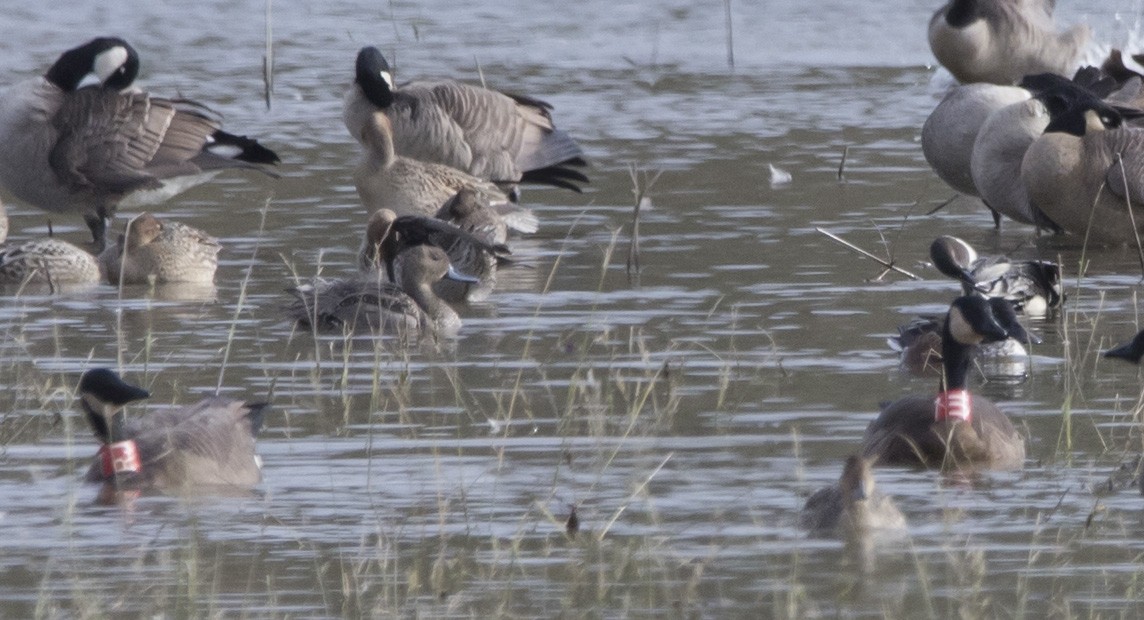 Canada Goose - ML645455401