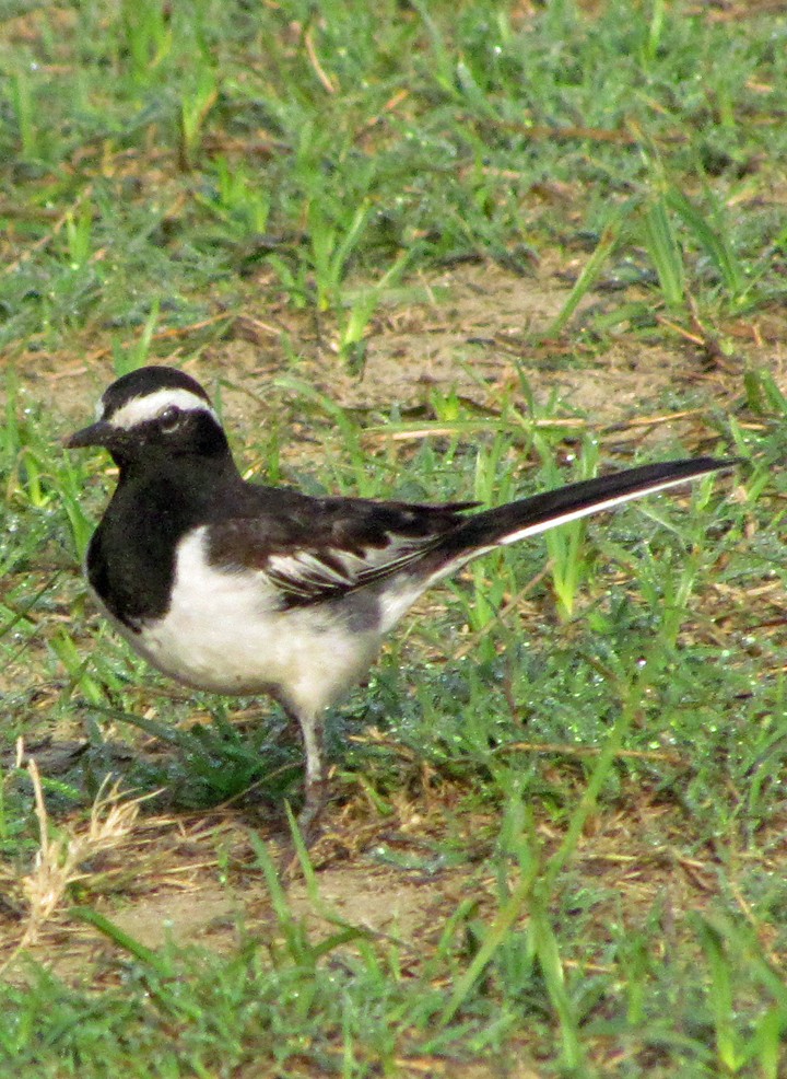 White-browed Wagtail - ML645455404