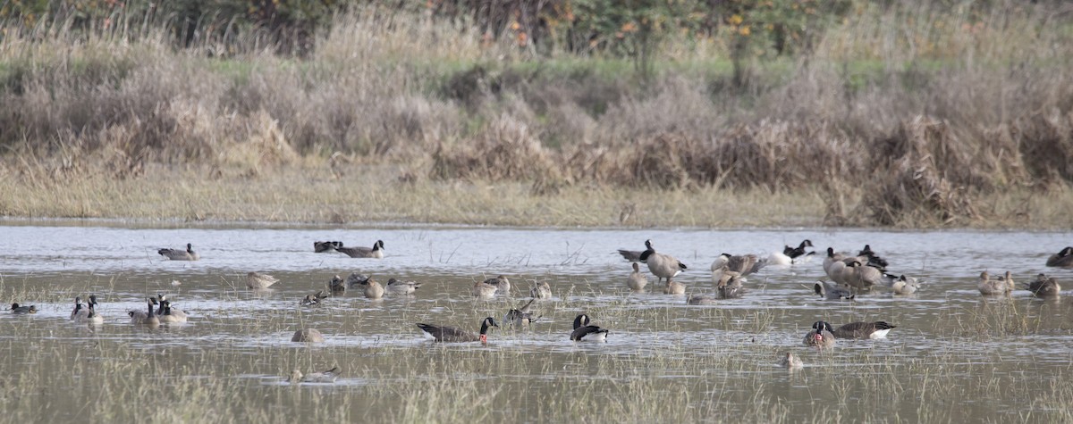 Canada Goose - ML645455406