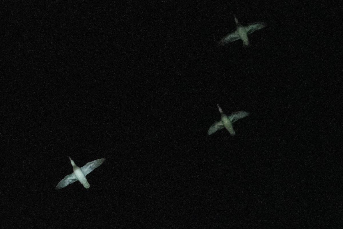 čírka obecná - ML645455408