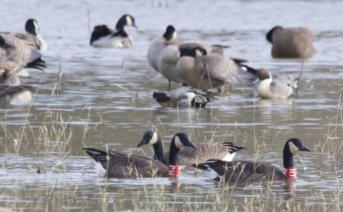 Canada Goose - ML645455409
