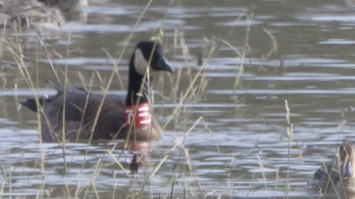 Canada Goose - ML645455410